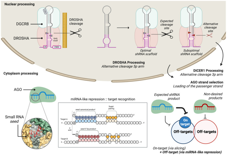 Analysis of Processing, Post-Maturation, and By-Products of shRNA in Gene and Cell Therapy Applications.