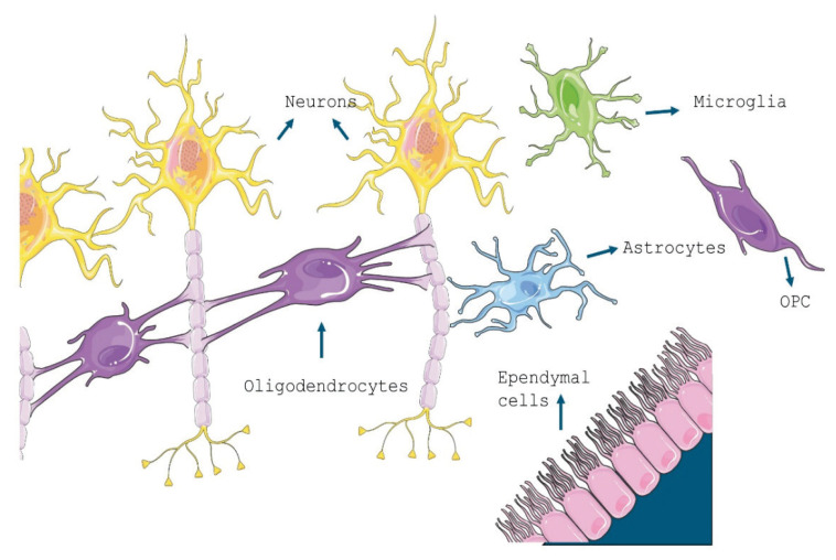 Are Oligodendrocytes the Culprits or Victims in Alzheimer's Disease.