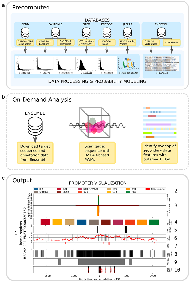 TFBSFootprinter: a multiomics tool for prediction of transcription factor binding sites in vertebrate species.