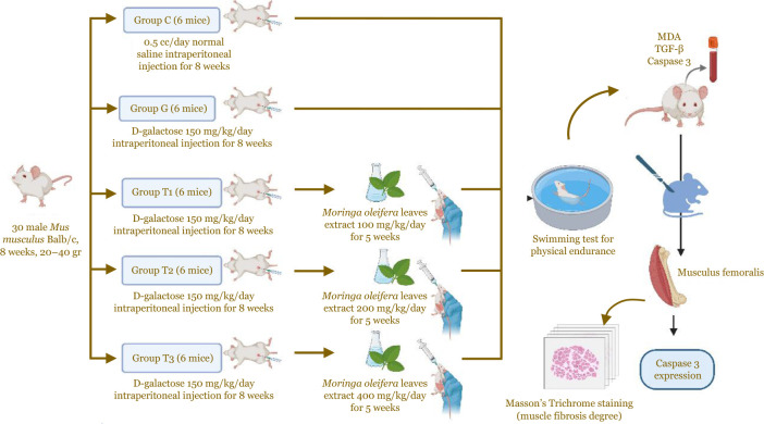 Effects of <i>Moringa oleifera</i> extract on inflammaging markers, muscle mass, and physical endurance in geriatric mice model.