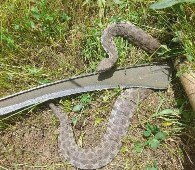 Acute Cerebral Artery Occlusion Following Levantine Viper (<i>Macrovipera lebetina</i>) Bite: Gács Sign in Snakebite.