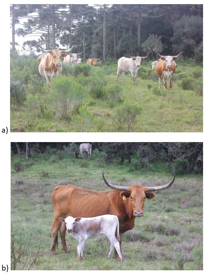 Molecular and serological survey of Trypanosoma vivax in Crioulo Lageano Cattle from southern Brazil.