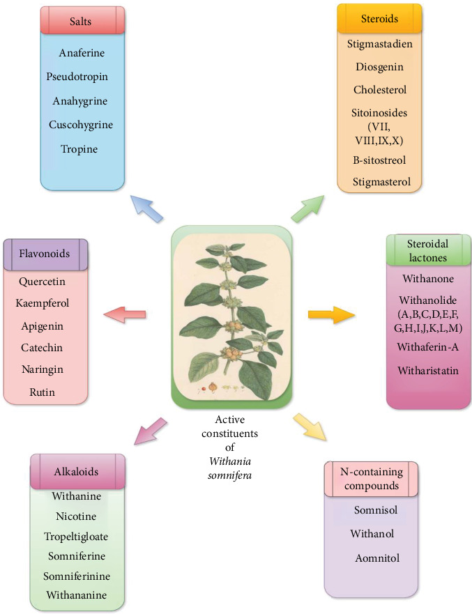 Extraction of Bioactive Compounds From <i>Withania somnifera</i>: The Biological Activities and Potential Application in the Food Industry: A Review.