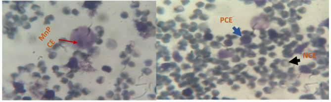 Evaluation of the protective effects of Spirulina platensis against cyclophosphamide-induced genotoxicity.