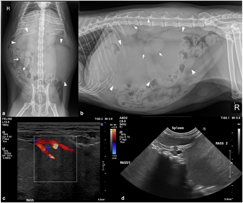 Hyalinizing pancreatic adenocarcinoma in a cat.