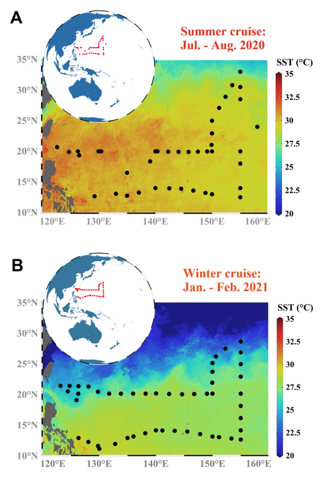 Decoupling of bacterial production and respiration in the surface water of the North Pacific Subtropical Gyre.