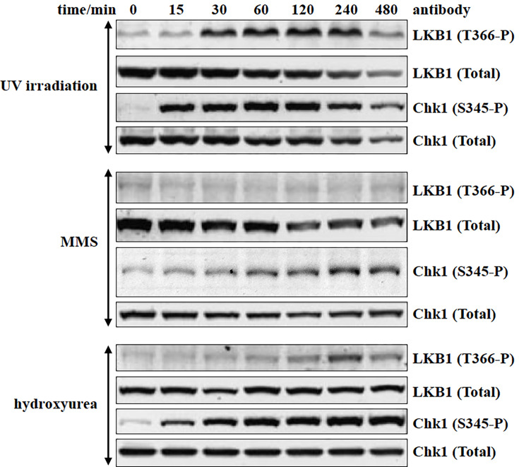 Correction: Ionizing radiation induces ataxia telangiectasia mutated kinase (ATM)-mediated phosphorylation of LKB1/STK11 at Thr-366.