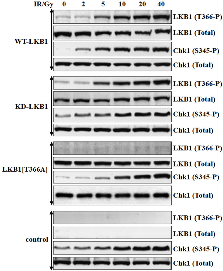 Correction: Ionizing radiation induces ataxia telangiectasia mutated kinase (ATM)-mediated phosphorylation of LKB1/STK11 at Thr-366.
