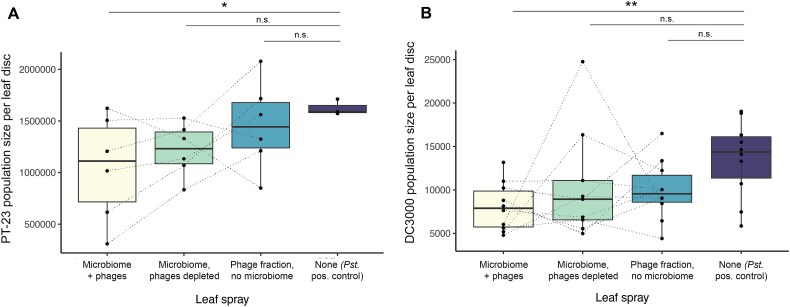 Phages indirectly maintain tomato plant pathogen defense through regulation of the commensal microbiome.