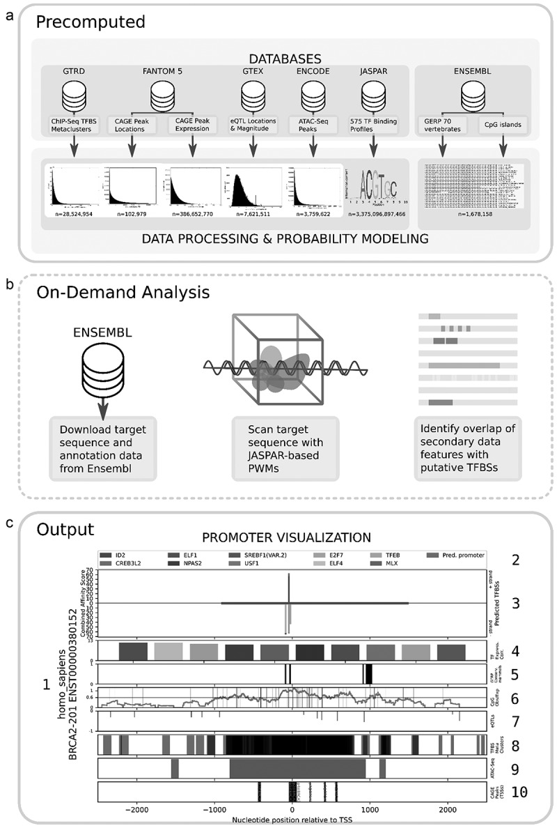 TFBSFootprinter: a multiomics tool for prediction of transcription factor binding sites in vertebrate species.