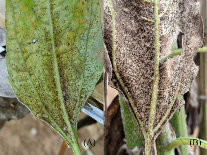Cold hardiness of Corythucha marmorata (Hemiptera: Tingidae) on the functional crop Helianthus tuberosus.