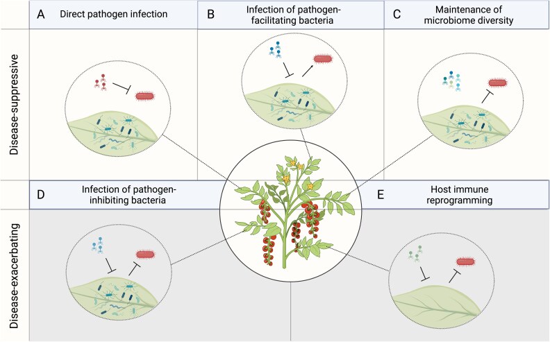 Phages indirectly maintain tomato plant pathogen defense through regulation of the commensal microbiome.