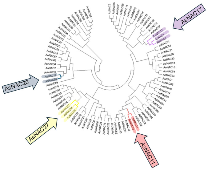 <i>AsNAC</i> Genes: Response to High Mercury Concentrations in <i>Allium sativum</i> Seed Clove.
