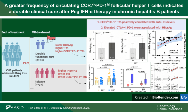 A greater frequency of circulating CCR7loPD-1hi follicular helper T cells indicates a durable clinical cure after Peg IFN-α therapy in chronic hepatitis B patients.