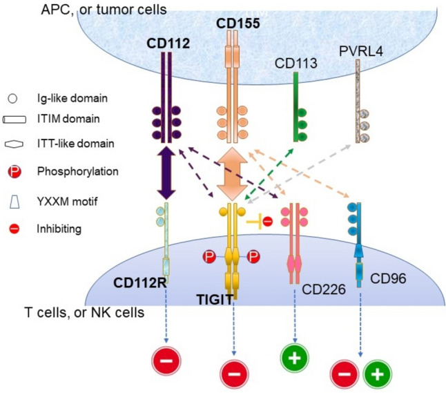 Exploring novel immunotherapy in advanced esophageal squamous cell carcinoma: Is targeting TIGIT an answer?