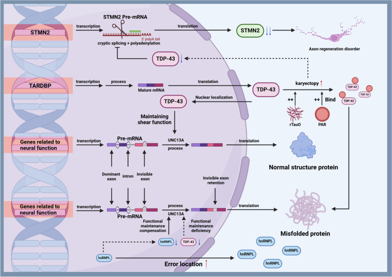 Gene therapy breakthroughs in ALS: a beacon of hope for 20% of ALS patients.