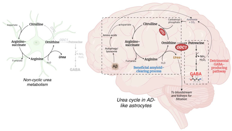 Astrocytic Ornithine Decarboxylase 1 in Alzheimer's Disease.