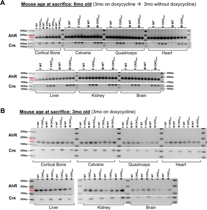 Expression of the aryl hydrocarbon receptor in Osterix-lineage cells regulates adult skeletal homeostasis in a compartment-specific manner.