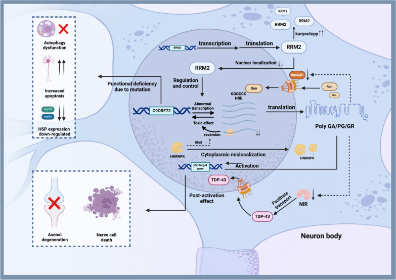 Gene therapy breakthroughs in ALS: a beacon of hope for 20% of ALS patients.