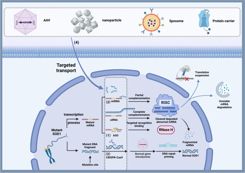 Gene therapy breakthroughs in ALS: a beacon of hope for 20% of ALS patients.