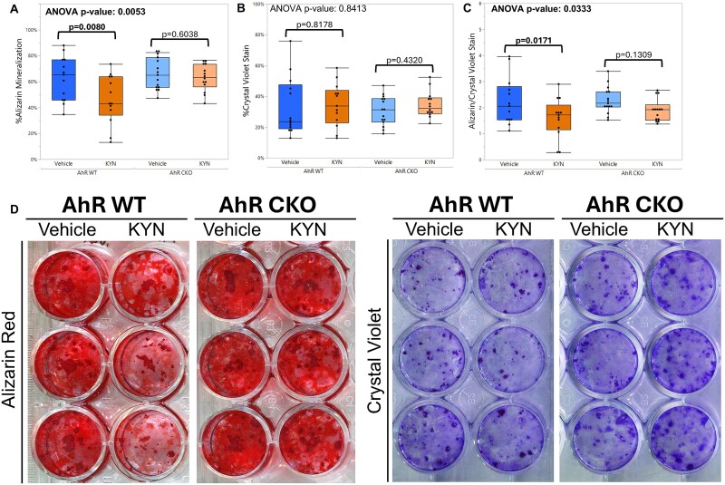 Expression of the aryl hydrocarbon receptor in Osterix-lineage cells regulates adult skeletal homeostasis in a compartment-specific manner.