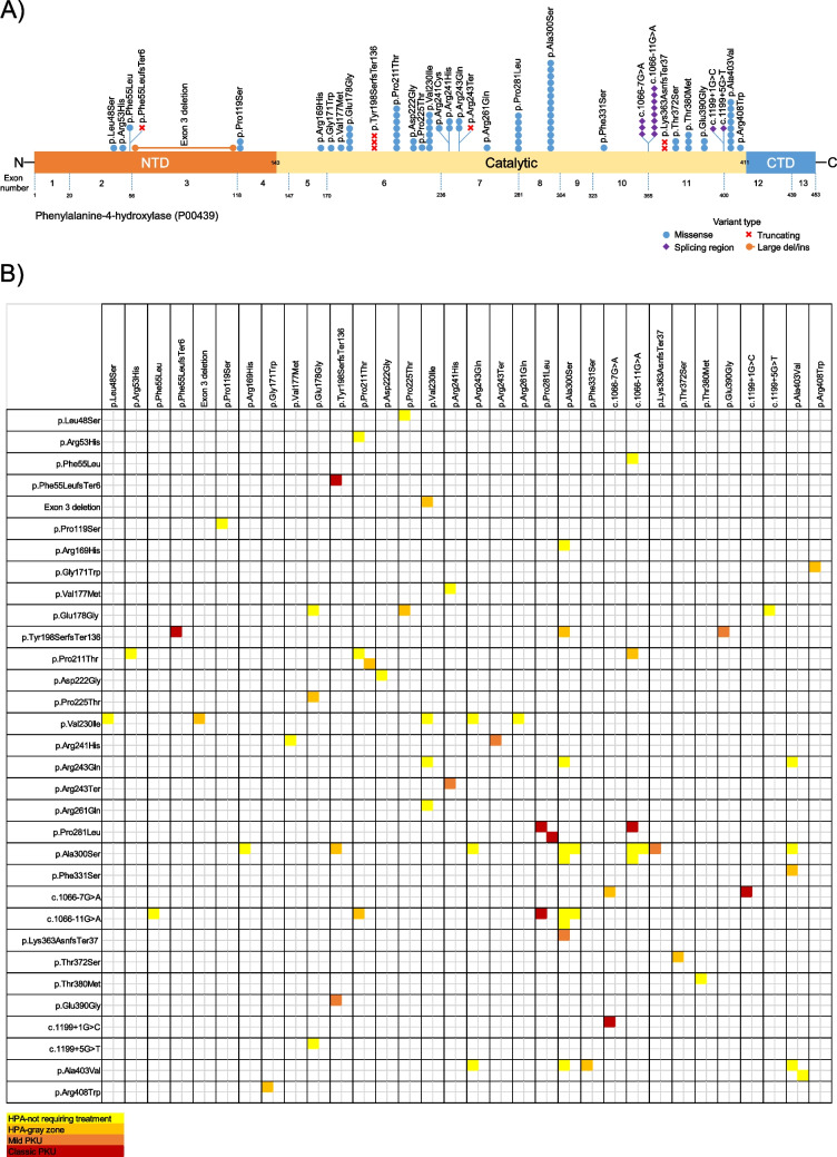 Genotypic and phenotypic characteristics of Turkish patients with phenylalanine metabolism disorders.