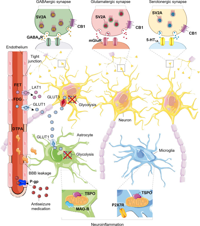Preclinical PET imaging in epileptogenesis: towards identification of biomarkers and therapeutic targets.
