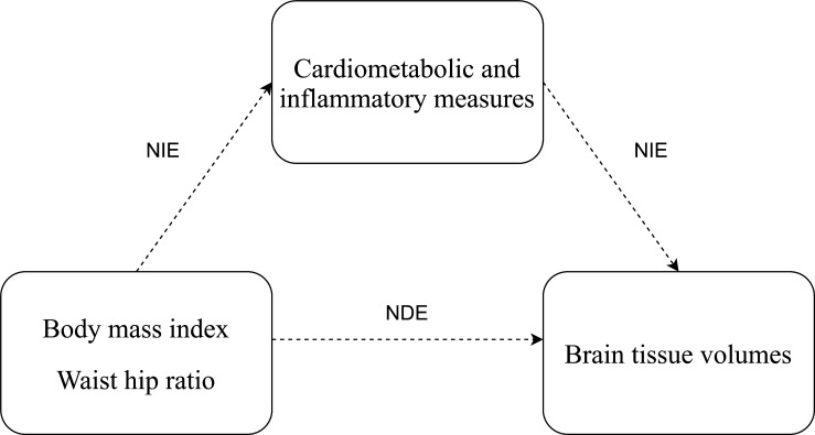 Obesity and brain volumes: mediation by cardiometabolic and inflammatory measures.