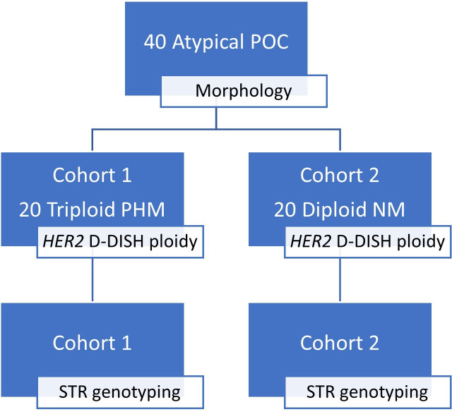 Morphology combined with <i>HER2</i> D-DISH ploidy analysis to diagnose partial hydatidiform mole: an evaluation audit using molecular genotyping.