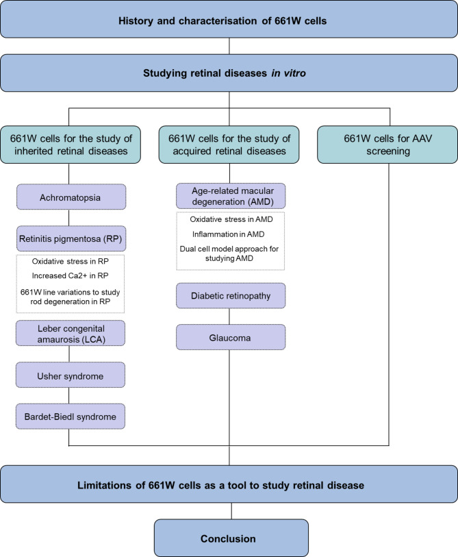A review of the 661W cell line as a tool to facilitate treatment development for retinal diseases.