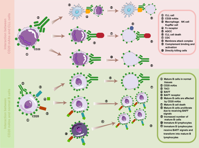 Immunotherapy in chronic lymphocytic leukemia: advances and challenges.