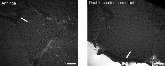 Comparative mechanisms for O<sub>2</sub> storage and metabolism in two Florida diving birds: the anhinga (Anhinga anhinga) and the double-crested cormorant (Nannopterum auritum).