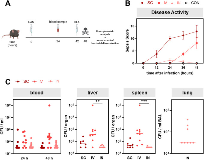 Interleukin-6 overexpression and elevated granulocyte-to-lymphocyte ratio indicate hepatic stress in experimental group a Streptococcus sepsis.