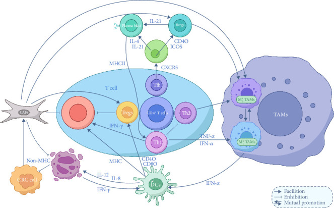 Exploring the Role of Cellular Interactions in the Colorectal Cancer Microenvironment.