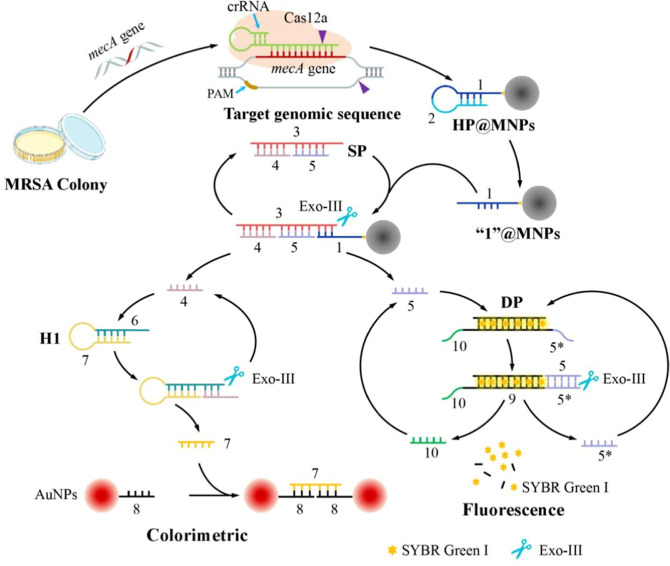 Dual Mode Analysis of Methicillin-Resistant <i>Staphylococcus aureus</i> by the CRISPR/Cas12a-Assisted Exonuclease-Mediated Signal Cycle.