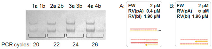 Specific Aspects of SELEX Protocol: Different Approaches for ssDNA Generation.