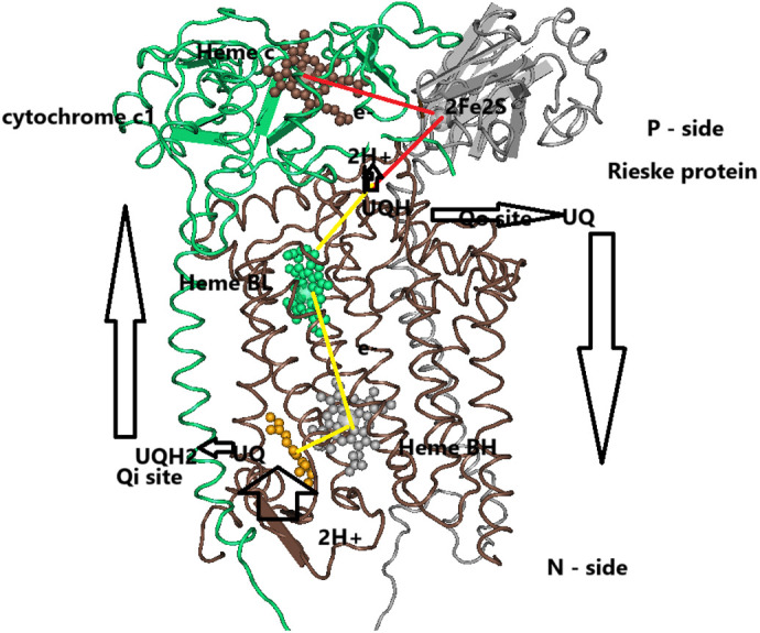 Adaptive evolution of cytochrome b in songbirds.