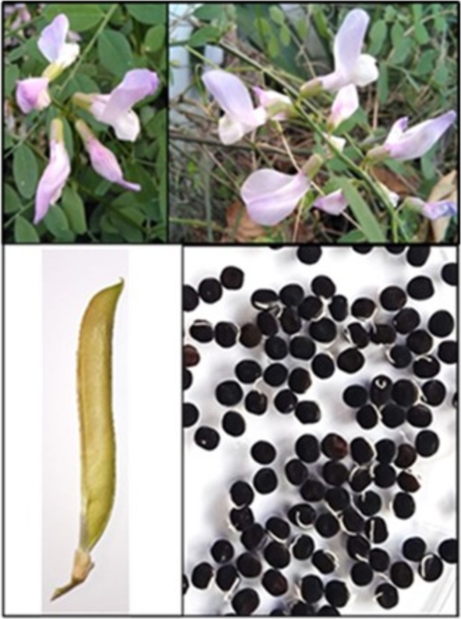 Purification, Characterization and Bioactivity of a New Homodimeric Lectin From <i>Vicia Altissima</i> (<i>Fabaceae</i>) Seeds.