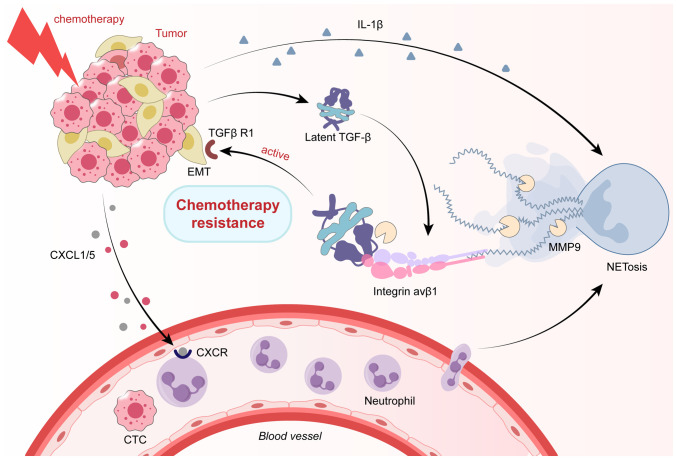 Tumor‑associated neutrophils: Critical regulators in cancer progression and therapeutic resistance (Review).
