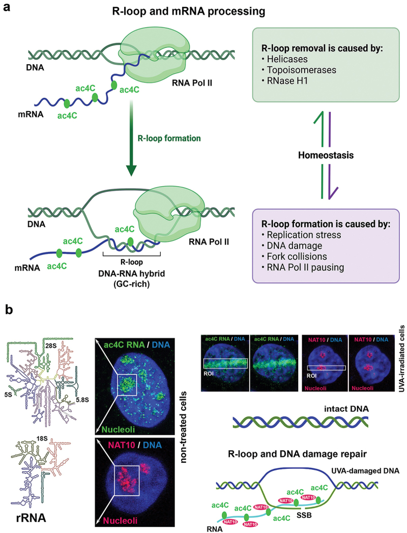 N4-acetylcytidine and other RNA modifications in epitranscriptome: insight into DNA repair and cancer development.
