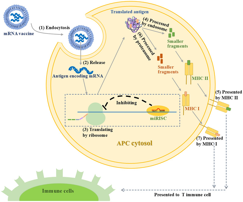 Mitigating host microRNA interference to enhance mRNA vaccine efficacy in public health interventions.