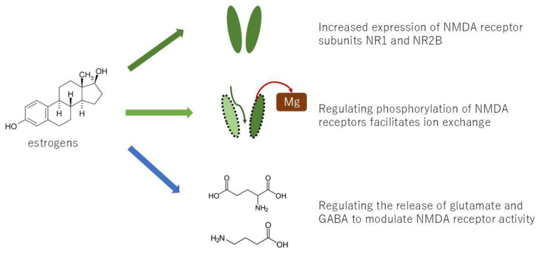 Estrogen-Mediated Neural Mechanisms of Sex Differences in Burning Mouth Syndrome.