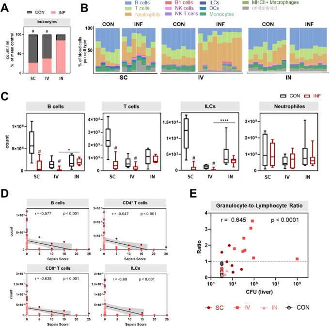 Interleukin-6 overexpression and elevated granulocyte-to-lymphocyte ratio indicate hepatic stress in experimental group a Streptococcus sepsis.