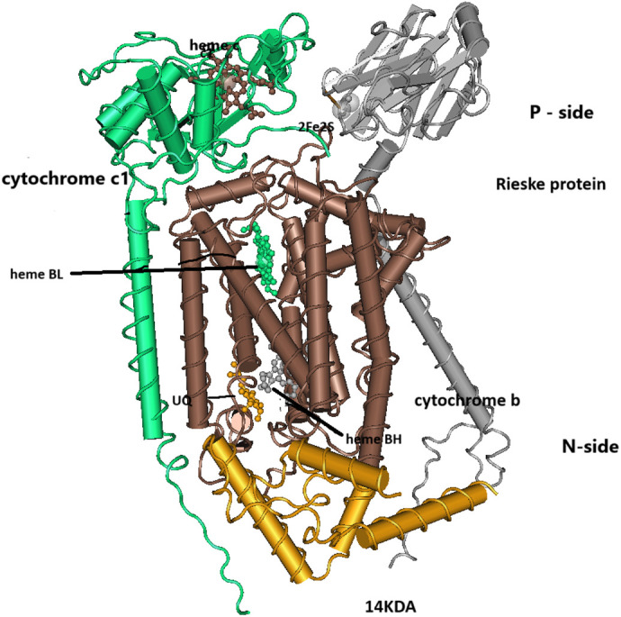 Adaptive evolution of cytochrome b in songbirds.