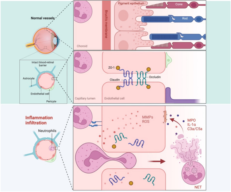 Preserving blood-retinal barrier integrity: a path to retinal ganglion cell protection in glaucoma and traumatic optic neuropathy.