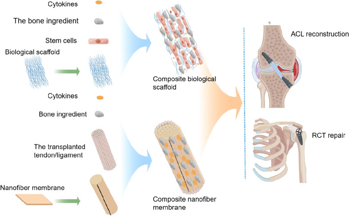 Application and optimization of bioengineering strategies in facilitating tendon-bone healing.