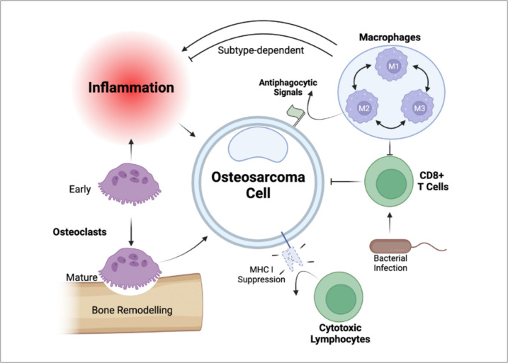 Microenvironment matters: insights from the FOSTER consortium on microenvironment-driven approaches to osteosarcoma therapy.