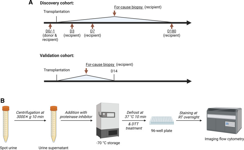 Kidney-derived Urinary Extracellular Vesicles are Increased During Acute Rejection after Kidney Transplantation: A Pilot Study.