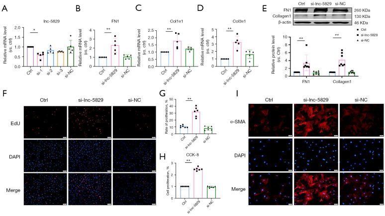 LncRNA-5829: a novel inhibitor of cardiac fibrosis.