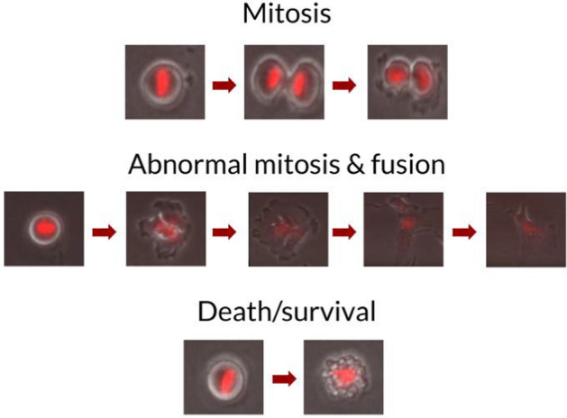 Video microscopy: an old story with a bright biological future.